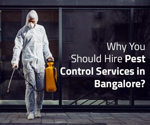 Why You Should Hire Pest Control Services in Bangalore?